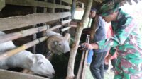 Melalui TMMD Ke-127, Kelompok Tani Sukaati Makmur Mendapat Bantuan 5 Ekor Domba: Satgas Cek Kondisi Ternak