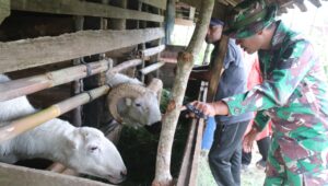 Melalui TMMD Ke-127, Kelompok Tani Sukaati Makmur Mendapat Bantuan 5 Ekor Domba: Satgas Cek Kondisi Ternak