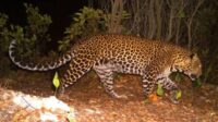 Macan Tutul Turun Gunung, Dua Warga Luka