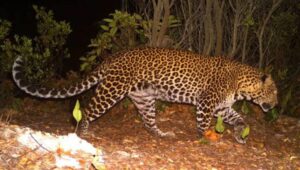 Macan Tutul Turun Gunung, Dua Warga Luka