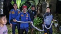 Ular Masuk Permukiman Warga Jampangkulon, Damkar Bergerak