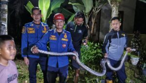 Ular Masuk Permukiman Warga Jampangkulon, Damkar Bergerak