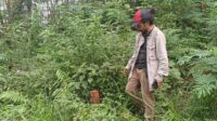 Wisata Bodong dan Patok Misterius di Gunung Salak, Hutan Terancam