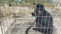 Fenomena Lutung Jawa di Atap Rumah, Alarm Rusaknya Habitat Satwa