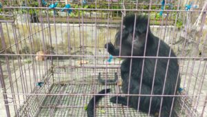 Fenomena Lutung Jawa di Atap Rumah, Alarm Rusaknya Habitat Satwa