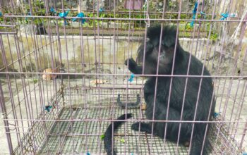 Seekor lutung jawa (Trachypithecus auratus) diamankan warga di Kampung Cibalung, Desa Cijalingan, Kecamatan Cicantayan, Kabupaten Sukabumi, Kamis (5/2/2026). Satwa endemik dilindungi ini masuk ke pemukiman warga dan memicu kekhawatiran akan kondisi habitat primata di Sukabumi.