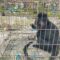 Seekor lutung jawa (Trachypithecus auratus) diamankan warga di Kampung Cibalung, Desa Cijalingan, Kecamatan Cicantayan, Kabupaten Sukabumi, Kamis (5/2/2026). Satwa endemik dilindungi ini masuk ke pemukiman warga dan memicu kekhawatiran akan kondisi habitat primata di Sukabumi.