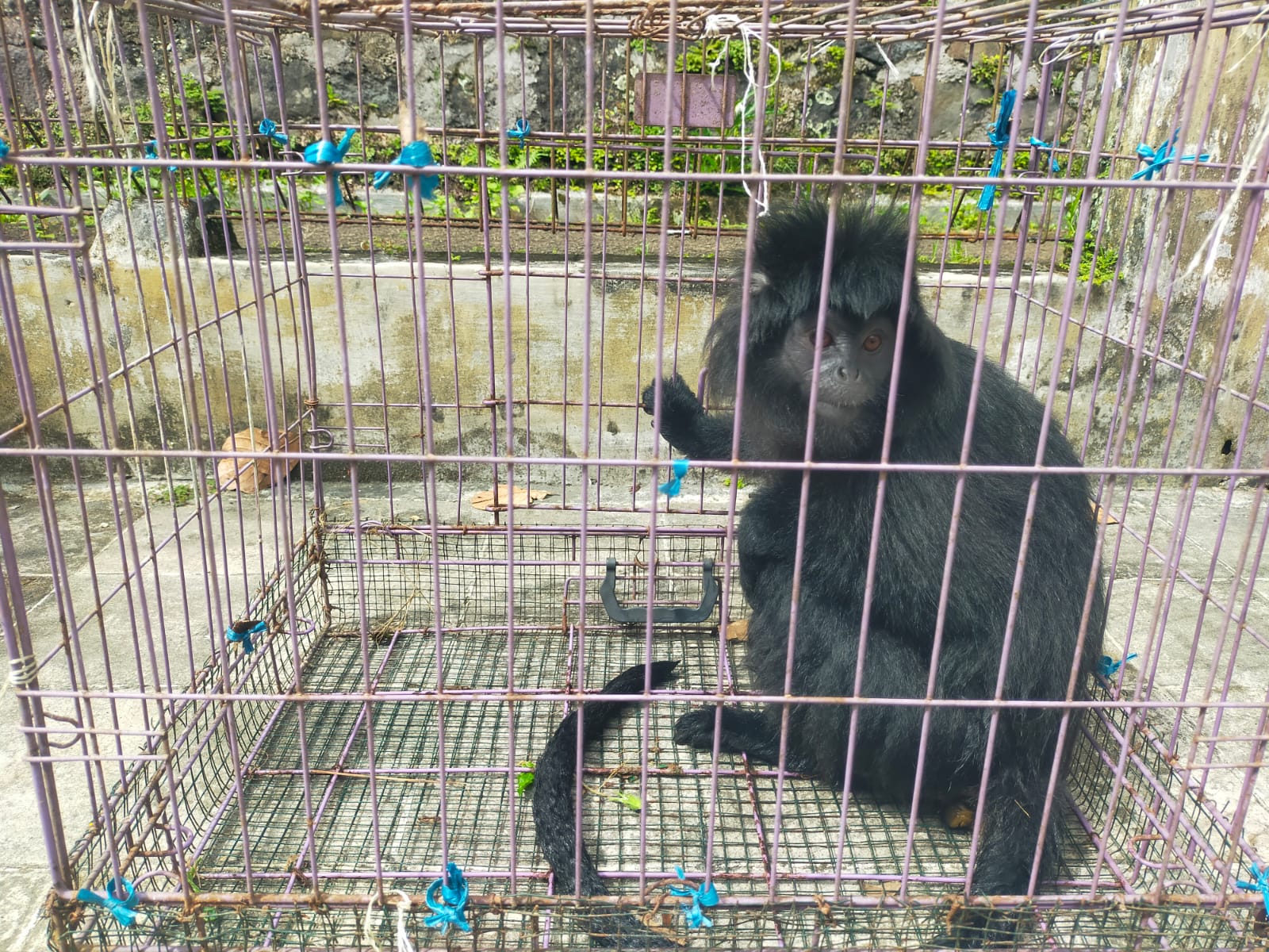 Seekor lutung jawa (Trachypithecus auratus) diamankan warga di Kampung Cibalung, Desa Cijalingan, Kecamatan Cicantayan, Kabupaten Sukabumi, Kamis (5/2/2026). Satwa endemik dilindungi ini masuk ke pemukiman warga dan memicu kekhawatiran akan kondisi habitat primata di Sukabumi.