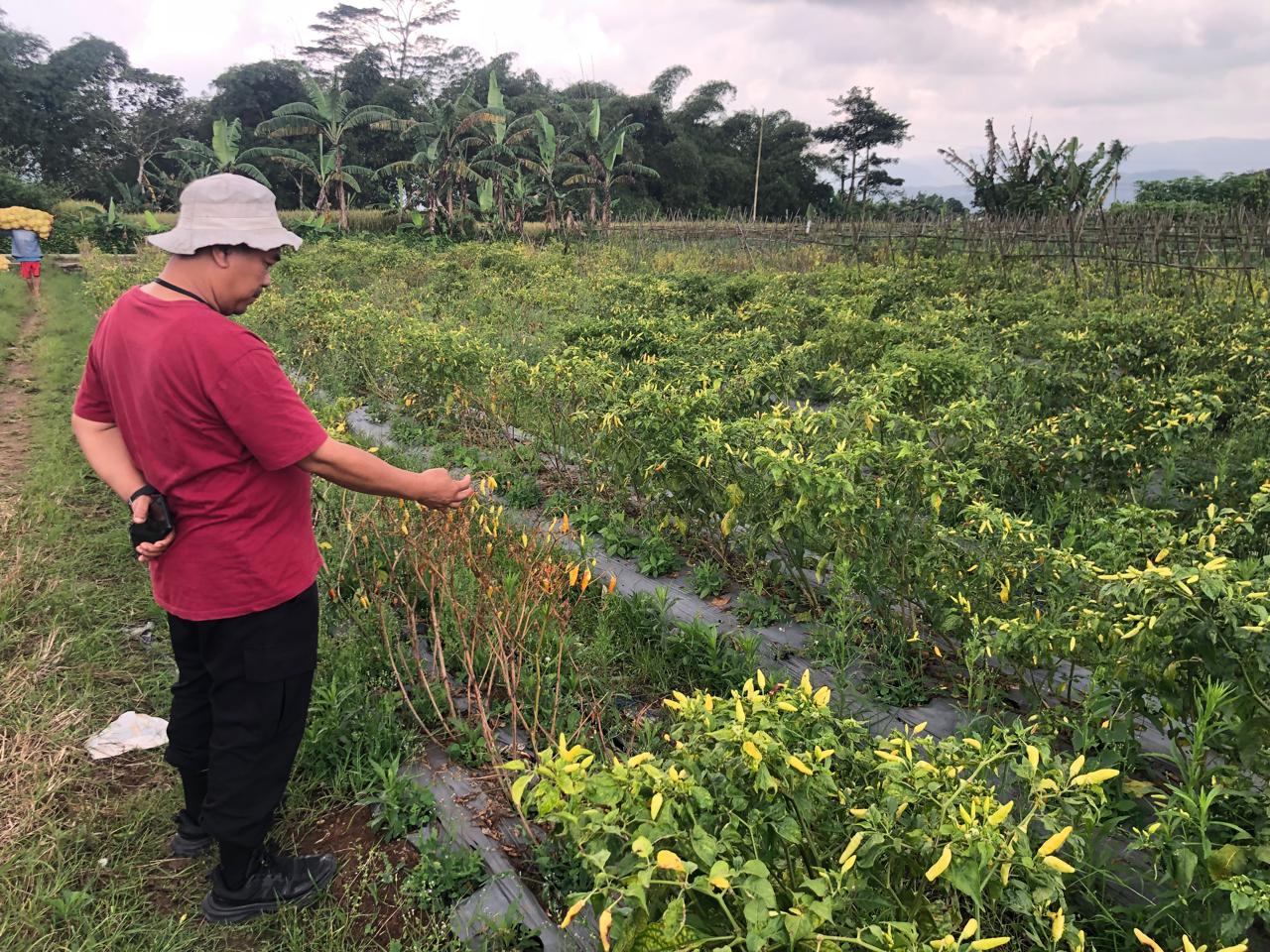 Kades Kebonpedes, Dadan Apriandani, menunjukkan tanaman cabai yang rusak akibat serangan hama patek.