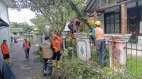 Drama Pohon Palem di Tengah Hujan Sukabumi