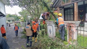 Drama Pohon Palem di Tengah Hujan Sukabumi