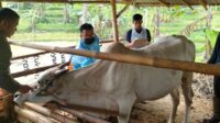 Disnak Sukabumi Pastikan Stok Daging Lebaran Aman, 1.200 Sapi Disiapkan