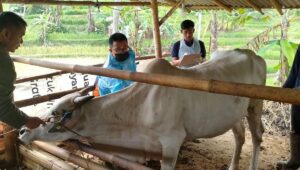 Disnak Sukabumi Pastikan Stok Daging Lebaran Aman, 1.200 Sapi Disiapkan