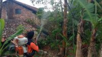 Teror Ulat Bulu Resahkan Warga Situmekar Sukabumi
