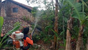 Teror Ulat Bulu Resahkan Warga Situmekar Sukabumi