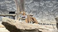 Dua Anak Harimau Bandung Zoo Mati, Wali Kota Farhan: Pukulan Berat