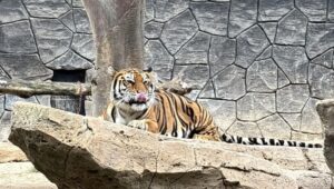 Dua Anak Harimau Bandung Zoo Mati, Wali Kota Farhan: Pukulan Berat