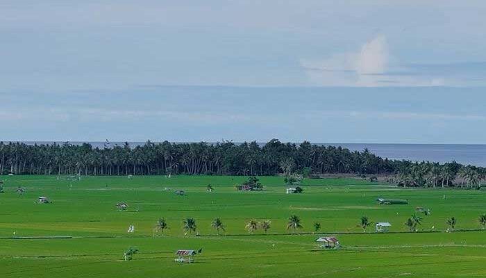 Dari Potensi Lokal ke Prestasi Nasional, Desa BRILiaN Sausu Tambu Perkuat Ekonomi Pesisir