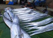Praktik Hitam Pedagang Ikan di TPI Pelabuhanratu, Menipu Cederai Citra Wisata