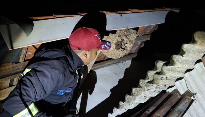 Damkar Sukaraja Evakuasi Sarang Tawon Besar di Cimahpar