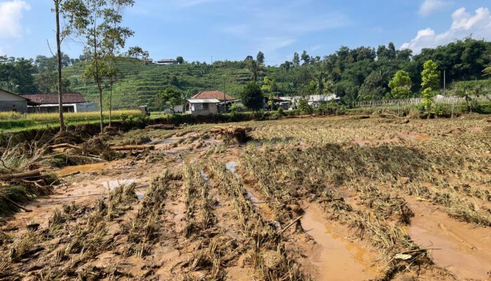 Banjir Bandang Rusak 4,38 Hektare Sawah di Kabandungan Sukabumi