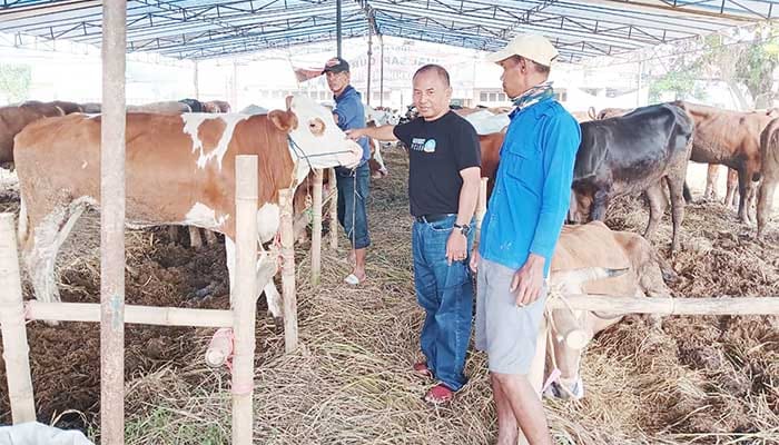 Jelang Idul Adha, DKP3 Pastikan Hewan Kurban Sehat