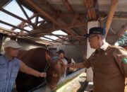 Penampakan Sapi Kurban Prabowo Berbobot 1,1 Ton Tiba di Kota Sukabumi