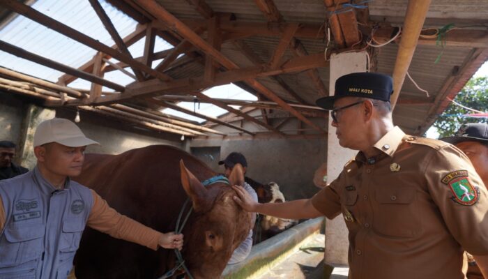 Penampakan Sapi Kurban Prabowo Berbobot 1,1 Ton Tiba di Kota Sukabumi