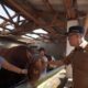 Wali Kota Sukabumi, Ayep Zaki, saat meninjau sapi kurban bantuan Presiden RI Prabowo Subianto.