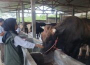Disnak Sukabumi Perketat Pengawasan Hewan Qurban untuk Idul Adha
