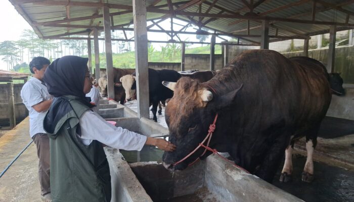 Disnak Sukabumi Perketat Pengawasan Hewan Qurban untuk Idul Adha