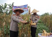Polres Sukabumi Kota Panen Raya Jagung, Bukti Sinergi Lintas Sektor