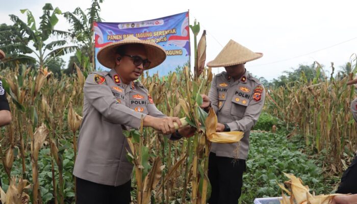 Polres Sukabumi Kota Panen Raya Jagung, Bukti Sinergi Lintas Sektor