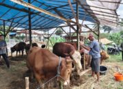 Jelang Idul Adha, Harga Sapi Kurban Naik 15 Persen