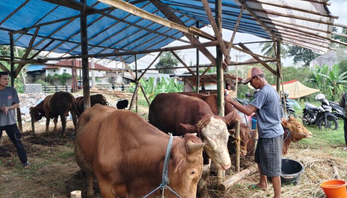 Jelang Idul Adha, Harga Sapi Kurban Naik 15 Persen
