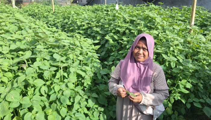 Dari Desa ke Dunia: Perilla Sukaraja Jadi Primadona