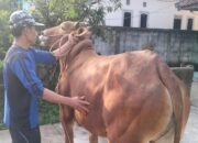 Idul Adha, Penjualan Sapi Kurban di Kebonpedes Meningkat