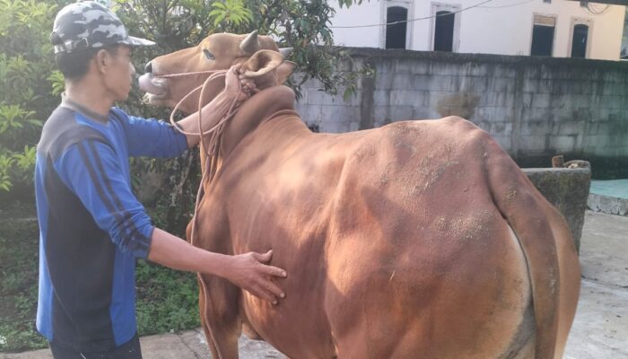 Idul Adha, Penjualan Sapi Kurban di Kebonpedes Meningkat