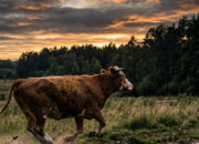 Stres Perjalanan, Sapi Kurban Lari ke Hutan Sukabumi