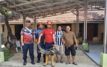 Damkar Sukabumi Bergerak Cepat, Evakuasi Biawak Dua Meter Bikin Geger Kantor Dispar 