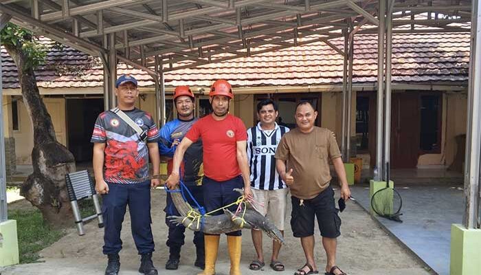 Damkar Sukabumi Bergerak Cepat, Evakuasi Biawak Dua Meter Bikin Geger Kantor Dispar 