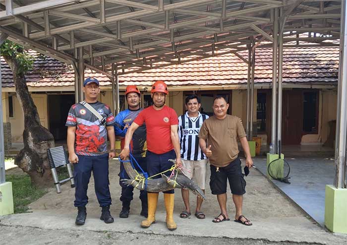 Damkar Sukabumi Bergerak Cepat, Evakuasi Biawak Dua Meter Bikin Geger Kantor Dispar 