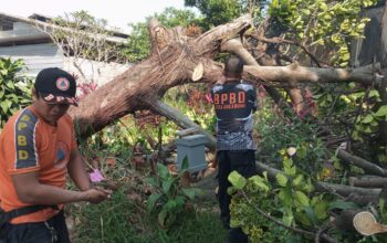 BPBD Kota Sukabumi Sigap Tangani Pohon Tumbang di Baros