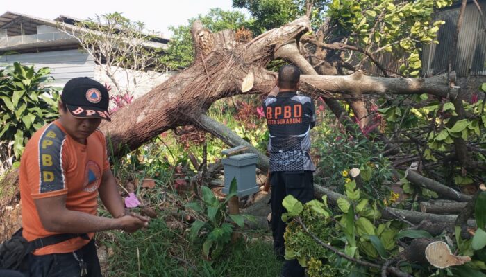 BPBD Kota Sukabumi Sigap Tangani Pohon Tumbang di Baros