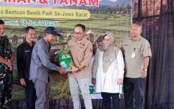 Antisipasi El Nino, Dinas Pertanian Sukabumi Kejar Target PAT Padi 11.140 Hektar