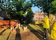 STIKes Sukabumi Tebar Kepedulian, Bagikan Daging Kurban untuk Warga Sekitar Kampus