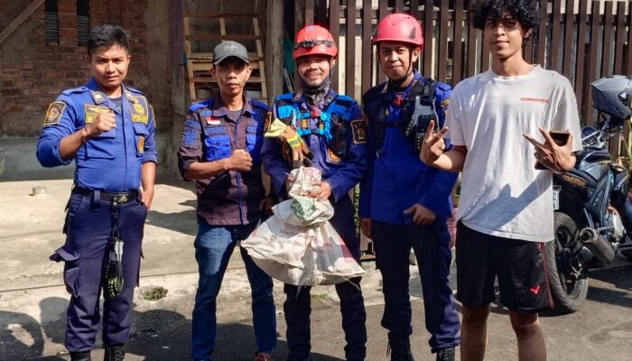 Monyet Gunung Gede Satroni Dapur Warga Kebonpedes