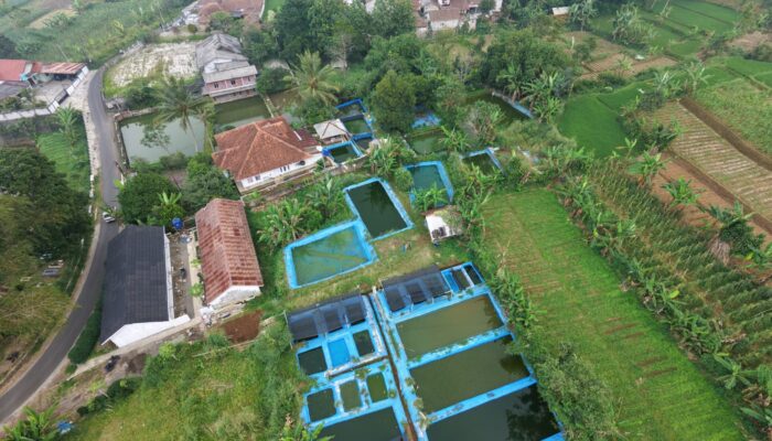 30 Kolam Lele, Sumber Harapan Desa yang Berawal dari Hoby