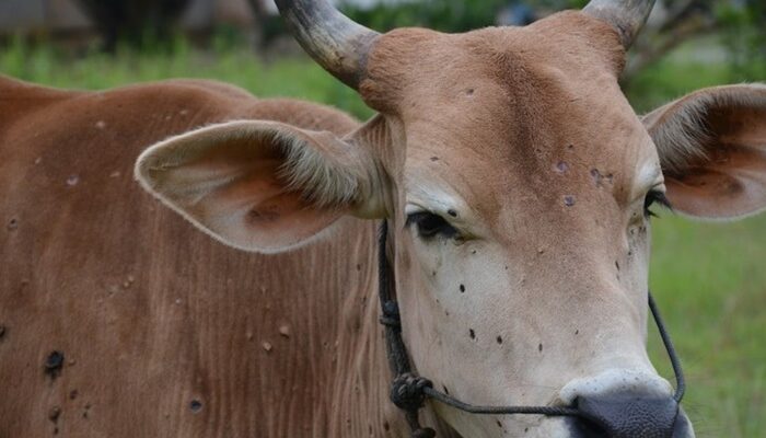 Ketergantungan Impor Sapi dari Australia, Indonesia Rentan Bangkrut