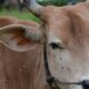 Ketergantungan Impor Sapi dari Australia, Indonesia Rentan Bangkrut